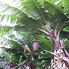 Plants: image2 11 Of 208 Thumb